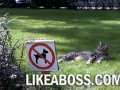 like-a-boss-cat.jpg